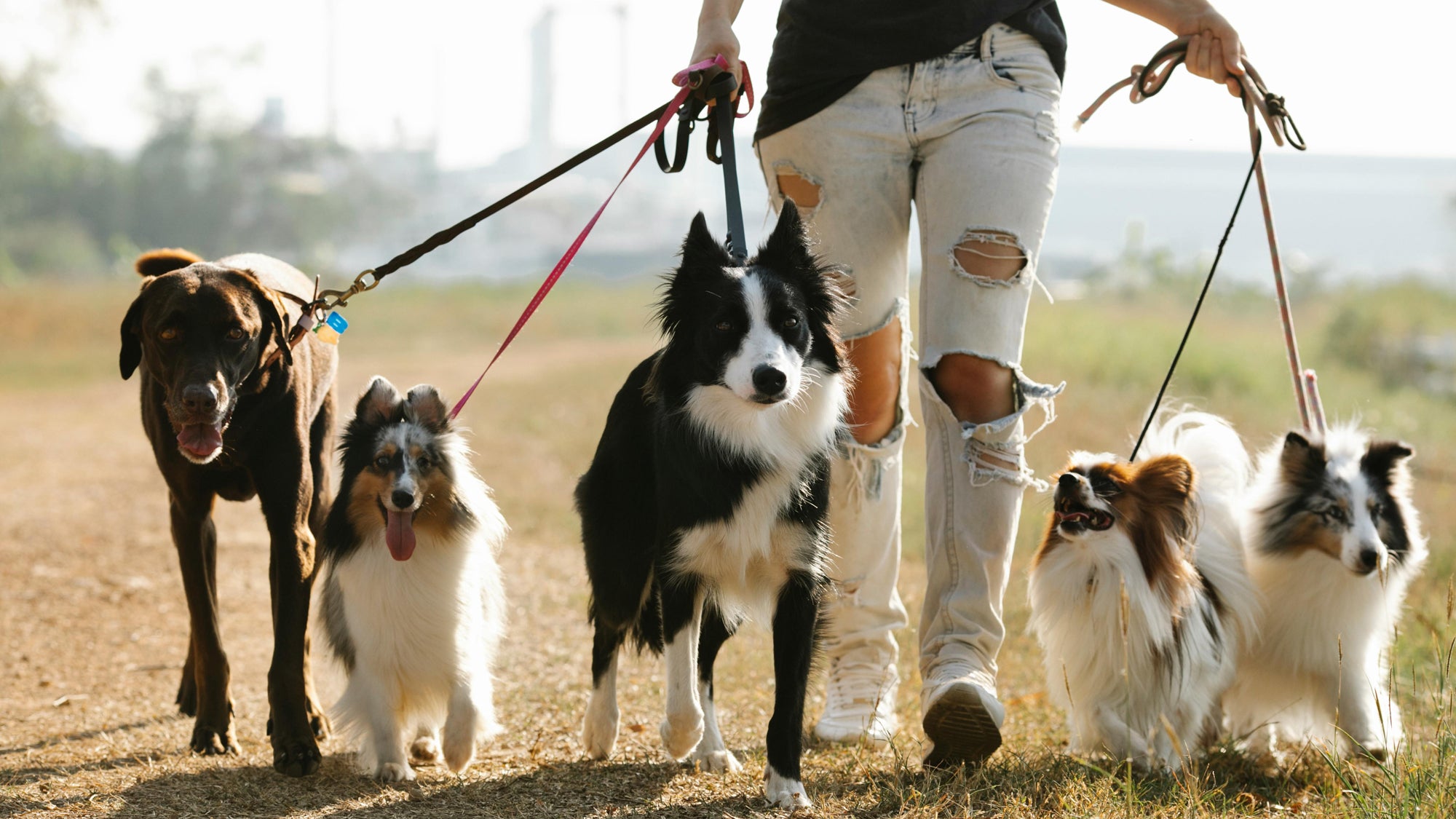 Person walking four dogs of various breeds on a sunny outdoor path, showcasing pet care and outdoor activity.