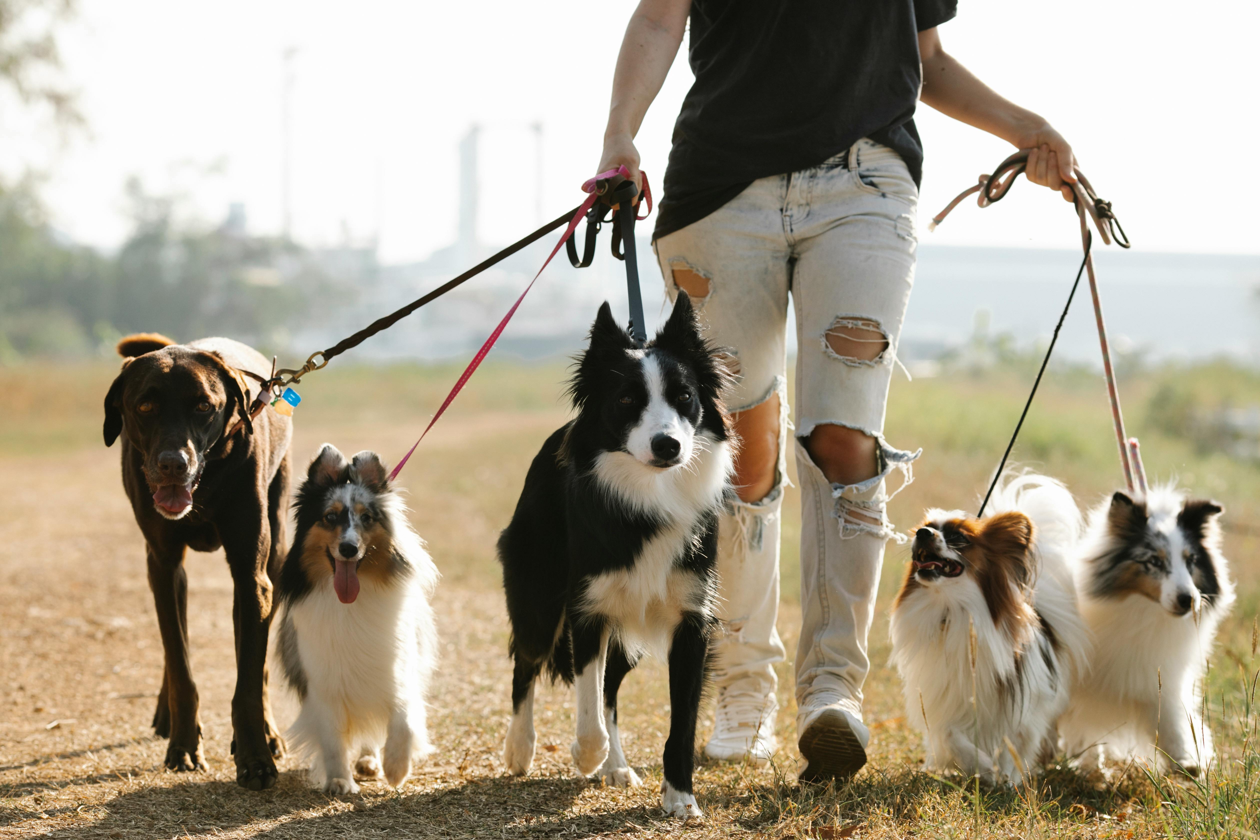 Person walking four dogs of various breeds on a sunny outdoor path, showcasing pet care and outdoor activity.